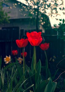 Free stock photo of flowers, garden, green