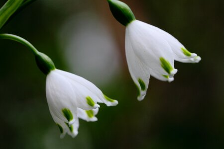 Free stock photo of bell, close, flower photo