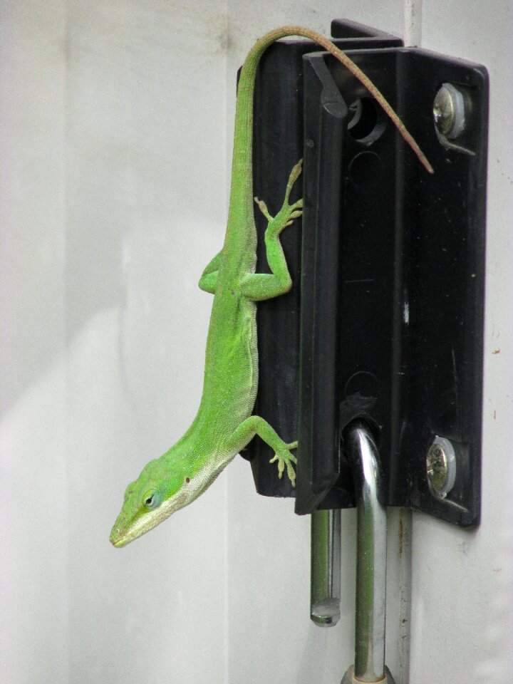 Free stock photo of green lizard, small