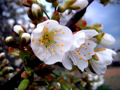White Petaled Flower photo