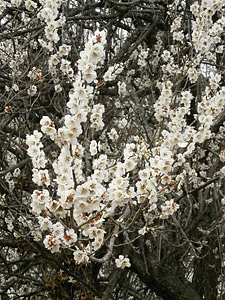 White flowers spring in full bloom