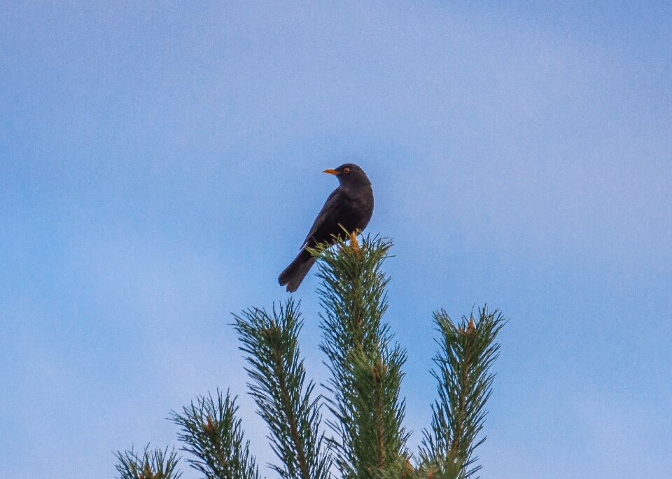 Free stock photo of black, nature, sky