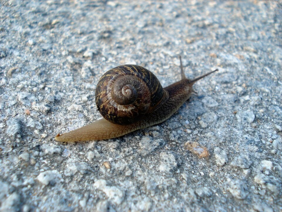Free stock photo of floor, snail, theme calm