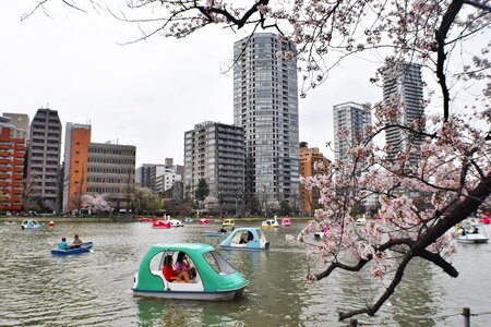 Free stock photo of activity, blossom, boat