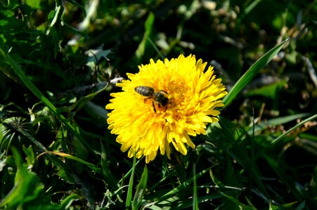 Free stock photo of bee, flowers, nature photo