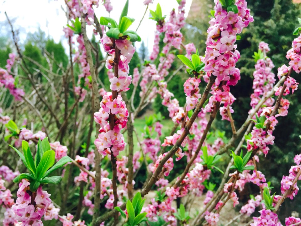 Free stock photo of bloom, blossom, flora