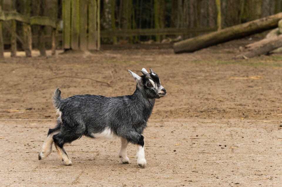 Free stock photo of black, goat, zoo