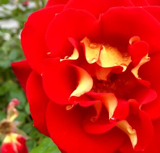 Free stock photo of flower