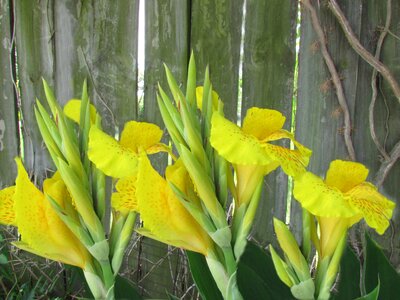 Free stock photo of flowers, wooden fence, yellow canna photo