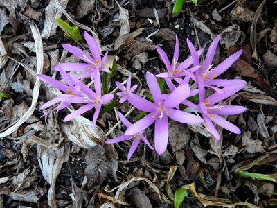 Free stock photo of blossom, crocus, purple photo