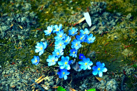 Free stock photo of flower, nature, sun