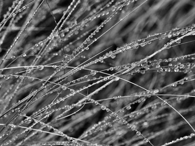 Free stock photo of black-and-white, close-up, dew