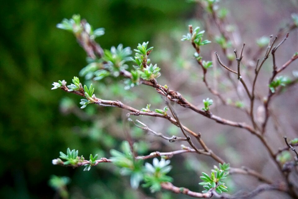 Free stock photo of blur, green, nature