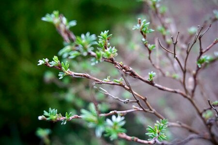 Free stock photo of blur, green, nature photo