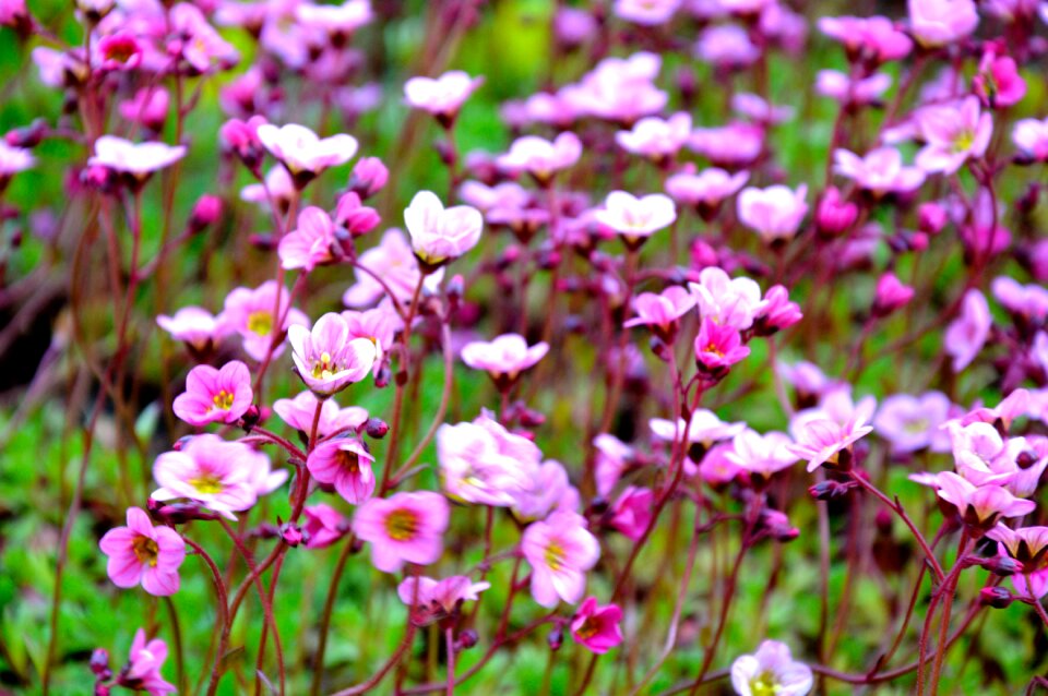 Free stock photo of garden, makro, nature