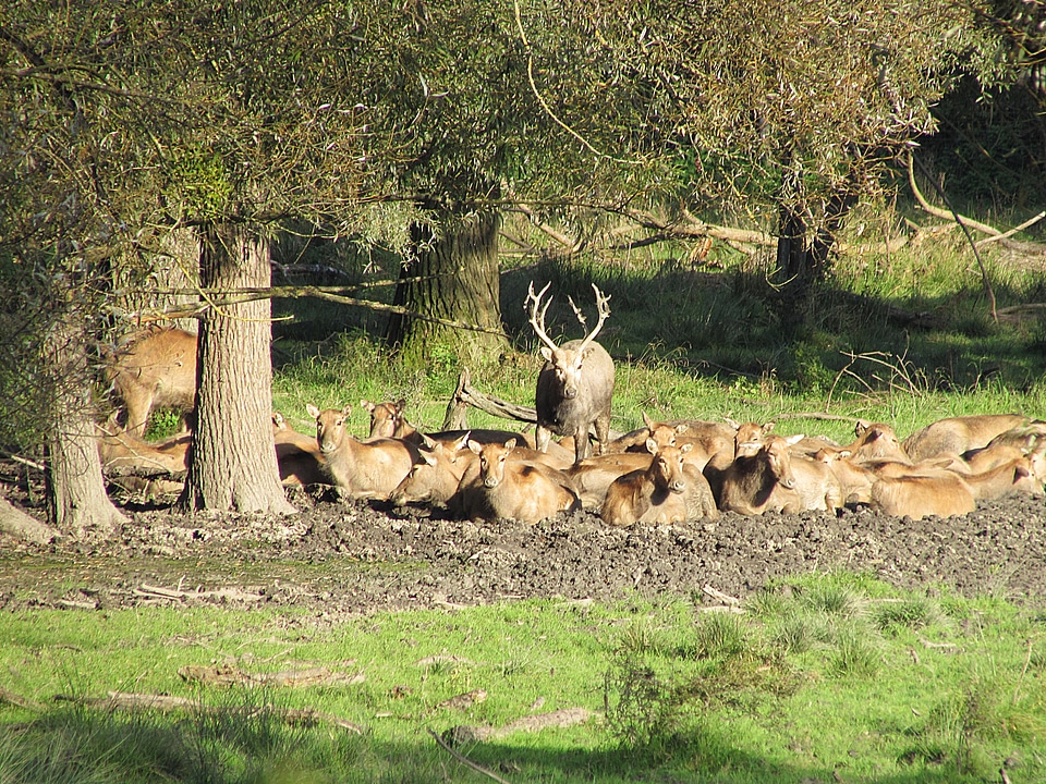 Flock wild red deer