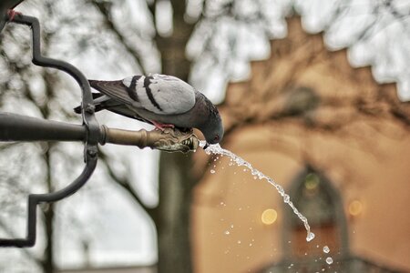 A Close Up Photograph of a Grey and Black Bird Drinking a Water photo