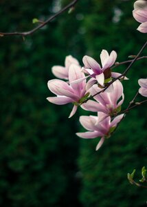 Free stock photo of flower, green, magnolia photo