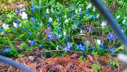 Free stock photo of blue, flowers