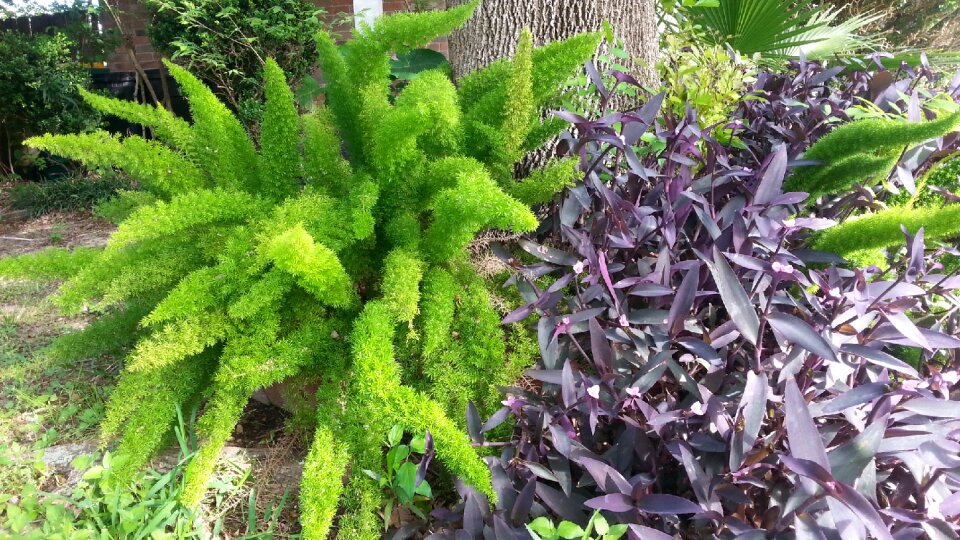 Free stock photo of foxtail fern, green, purple heart
