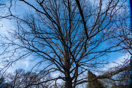 Free stock photo of blue skies, calm, tree
