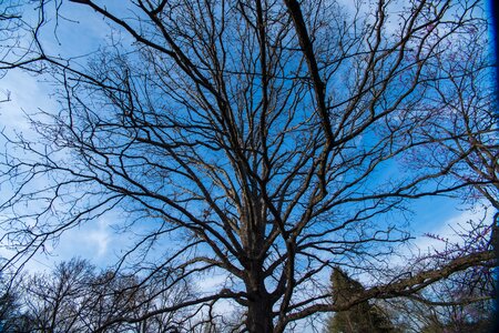 Free stock photo of blue skies, calm, tree photo