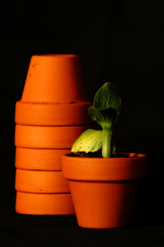 Free stock photo of plant