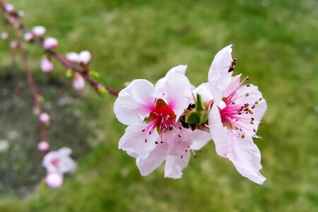 Free stock photo of ant, flower, garden