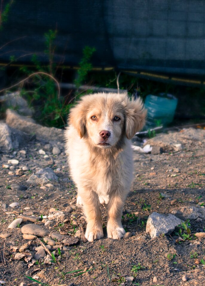 White Medium Coat Dog Standing on Brown Dirt
