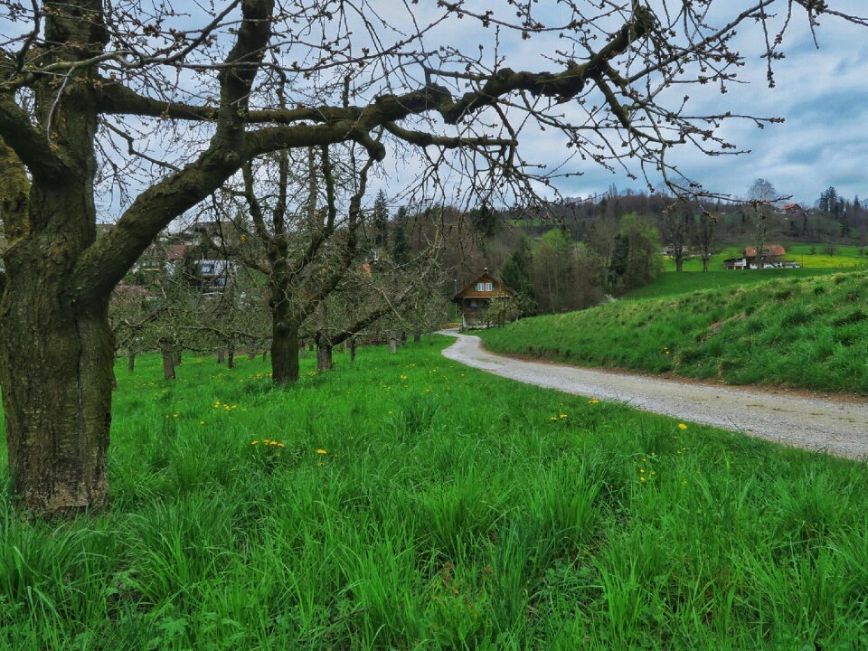 Free stock photo of farmhouse, green, orchard