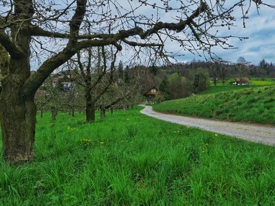 Free stock photo of farmhouse, green, orchard photo