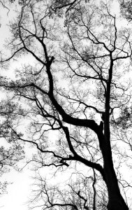 Free stock photo of black, black and-white, nature photo