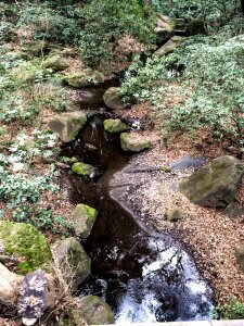 Free stock photo of ferns, moss, plants photo