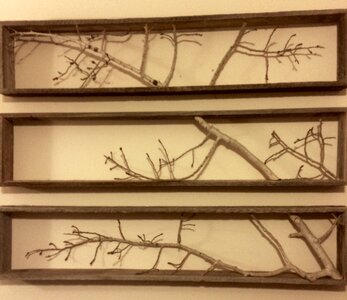 Free stock photo of art, branches