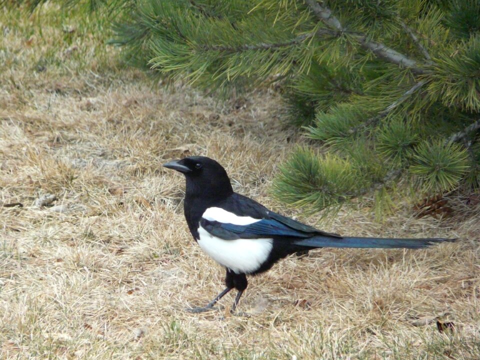 Free stock photo of lawn, magpie