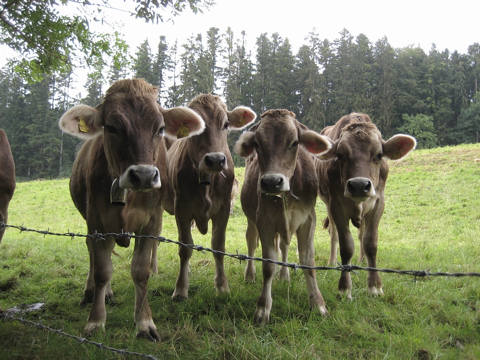 Pasture cattle animal