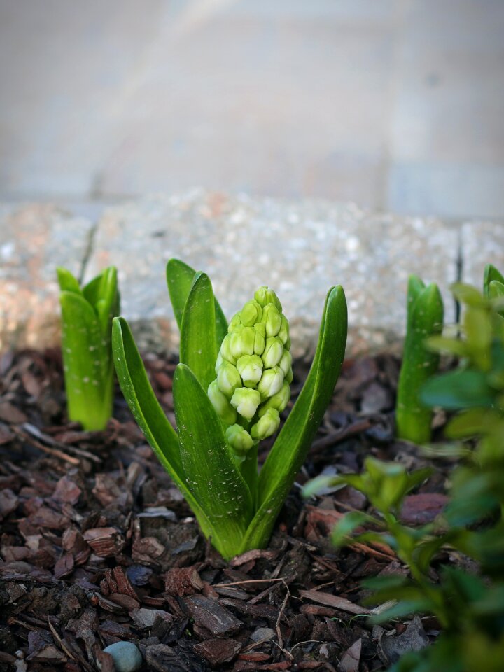 Free stock photo from Tookapic