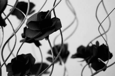 Free stock photo of black and-white, bw, flower photo