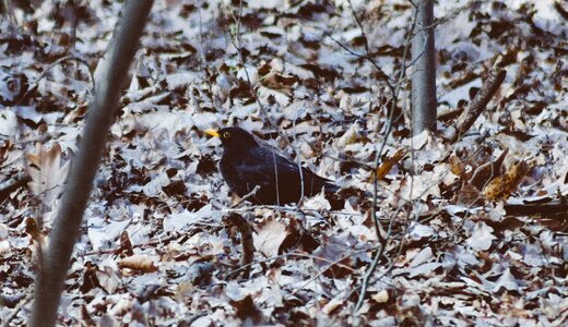 Free stock photo of black, blackbird, branches