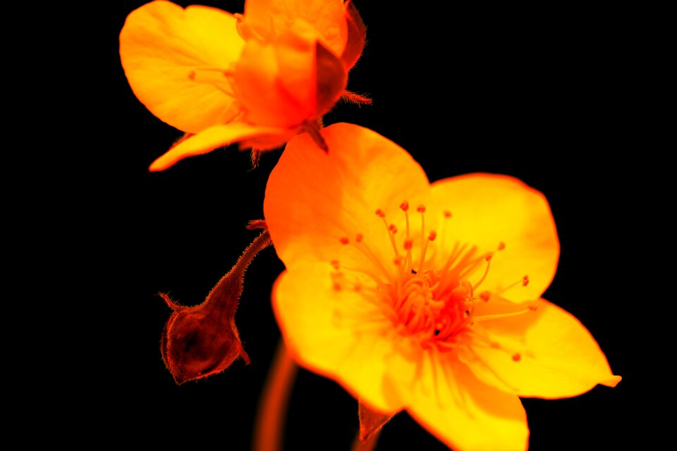 Free stock photo of flora, flower, nature