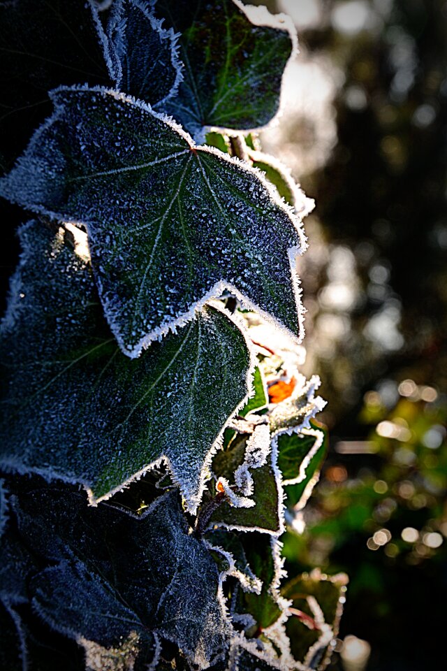 Free stock photo of earlymorning, frost