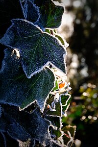 Free stock photo of earlymorning, frost