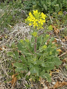 Cruciferous vegetable yellow spring