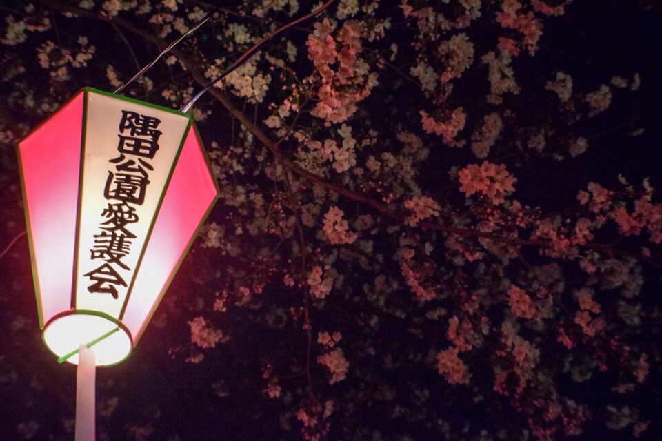 Free stock photo of blossom, cherry, flower