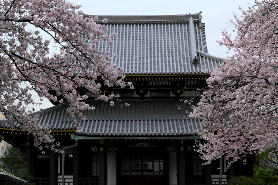 Free stock photo of architecture, blossom, brown