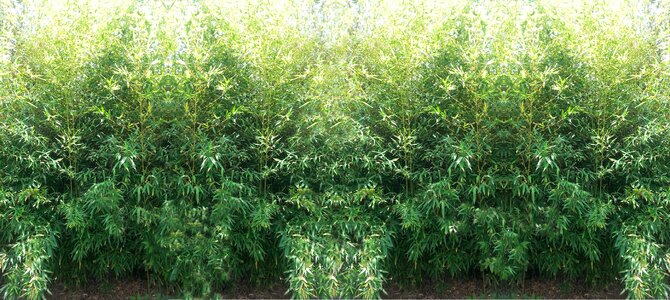 Free stock photo of daylight, green, natural wall