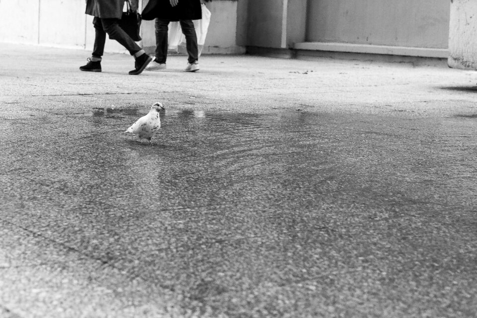 Free stock photo of animal, paris, pigeon