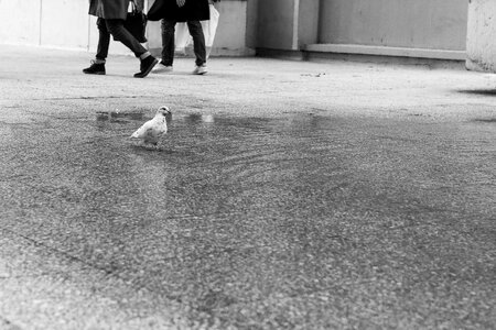 Free stock photo of animal, paris, pigeon photo