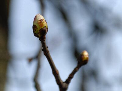 Free stock photo of plant