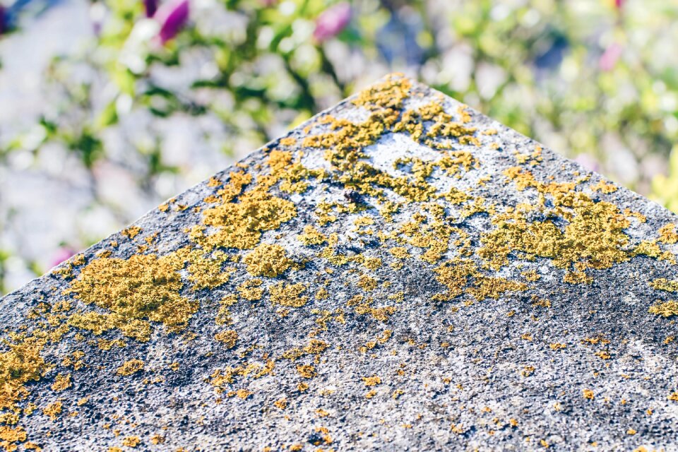 Free stock photo of exterior, mold, sunny